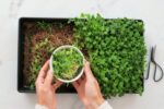 Microgreens in 6 days—no mold, no slime, just clean growth
