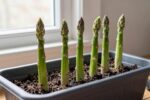 Asparagus at home sounds impossible—until you follow this step-by-step pot plan