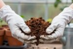 Cocopeat 101: how to hydrate blocks correctly so your plants don’t stay soggy for weeks