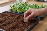 The $0.10 experiment that changed how I grow microgreens forever