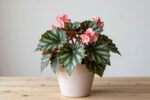 Begonias rot quietly—spot these early signs before you lose the whole plant