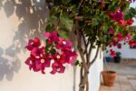 Bougainvillea won’t flower? it’s usually this pruning-timing mistake