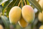 Prune your mango tree wrong this month and you’ll lose next season’s fruit. Do this instead