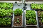 I ruined three microgreens trays before discovering this 6-day fix