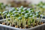Chia microgreens don’t need light. Here’s what they actually need