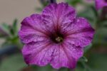 Your petunias refuse to bloom? Here's 2026 pinching secret to fix it