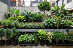 How urban nurseries keep plants alive in tiny spaces (and how you can copy it on a balcony)