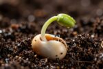 Germinate vs sprout vs root: the words gardeners misuse (and what each one really means)