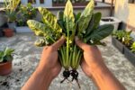 These 7 winter vegetables will save your garden budget in 2026 (and actually taste better in December)