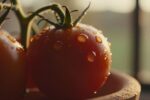 This is the easiest way to grow cherry tomatoes at home