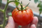 Tomato pruning: 2 stems you must not cut (If you want more tomatoes)