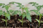 Tomato seedlings are “ready” sooner than you think—use this simple checklist (not just days)