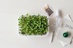 New Year, fresh greens: the easiest chia microgreens setup for 2026