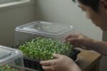 Your microgreens didn’t fail—you set them up to trap moisture
