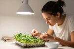 Microgreens at home in monsoon season: the mold-prevention routine that keeps trays clean