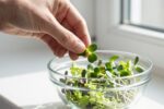 Chia microgreens taste better when grown on a windowsill—here’s the science