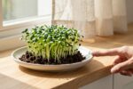 Your windowsill already has the perfect spot for Chia microgreens—you’re just not using it