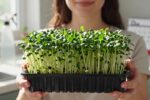 Chia microgreens on your windowsill: the 6-day method that actually works