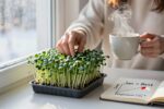 The quiet reason Chia microgreens thrive in january (it’s not the light)
