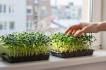 I thought my windowsill was too small — then i grew this with Chia microgreens