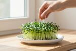 You don’t need a tray—just a plate on your windowsill for crisp Chia microgreens