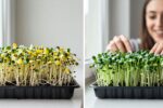 This is what happens when you leave Chia microgreens on your windowsill for 6 days