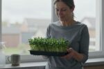 Why Chia microgreens grow better on a north-facing window