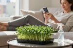 The lazy person’s guide to perfect Chia microgreens (6 days, zero effort)