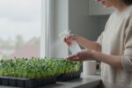 Why your kitchen window is the best place for Chia microgreens (not the sun)