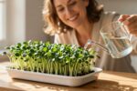 Chia microgreens grow faster when you water them at this time of day (windowsill hack)